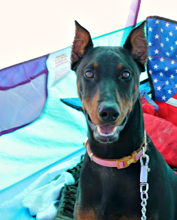 callie doberman galveston texas