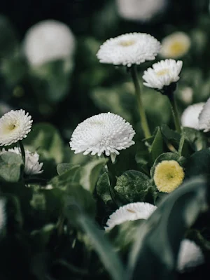 Crisântemo (Chrysanthemum morifolium)