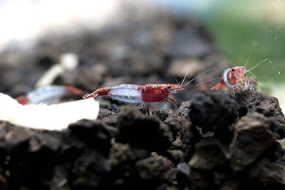 Neocaridina heteropoda de la variedad red rili sakura