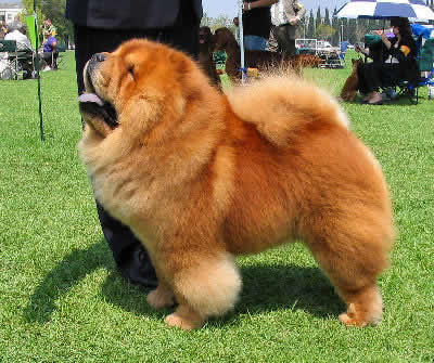 45+ Cute Chow Chow Puppies Wallpaper