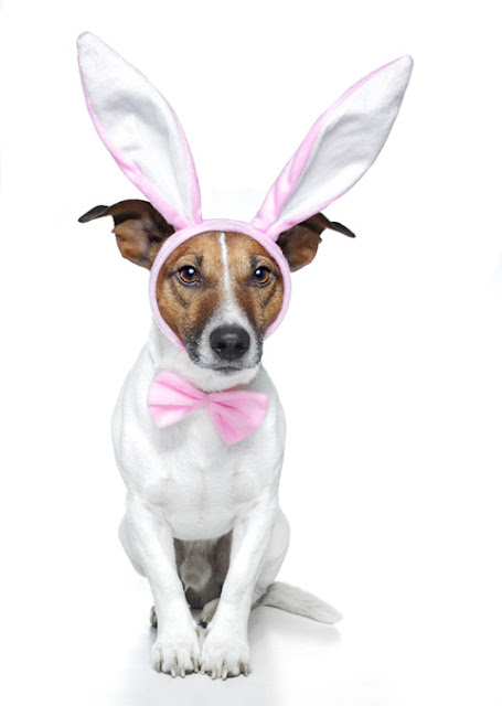 Dog Easter Basket4