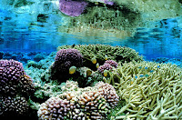 Pink corals on the Palmyra Atoll in World's largest protected marine reserve, in Pacific Ocean (Credit: Jim Maragos/AP) Click to Enlarge.