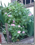 roseperiwinkleplants_thumb