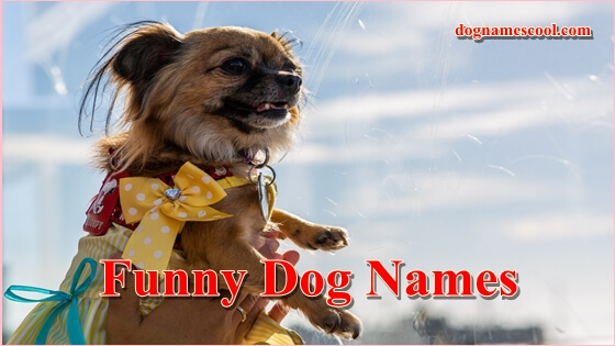 Funny Dog Names