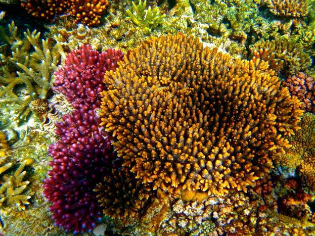 Great Barrier Reef Australia