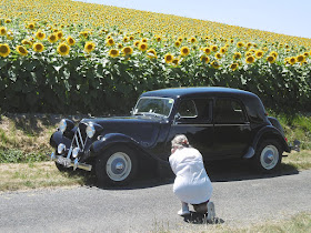 Sunflowers and Citroen Traction Avant being photographed. Touraine Loire Valley. France.