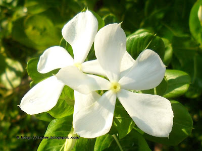 Rose periwinkle - Catharanthus roseus