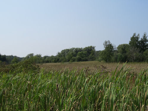 wetland