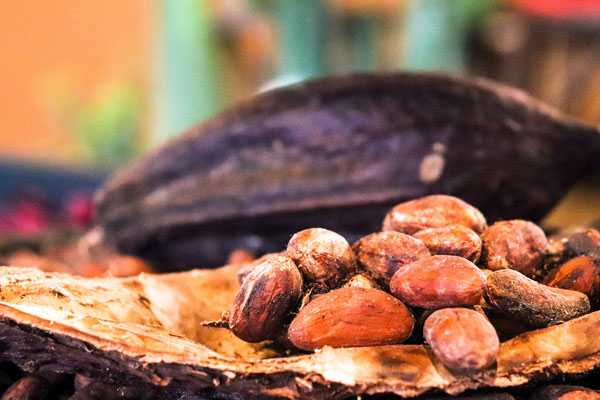 Kakao Aceh, Coklat Indonesia, Tanaman Kakao, Budidaya Kakao