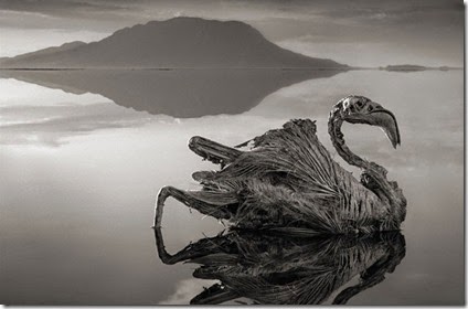 lake-stone-animals-natron