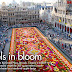 Flower Carpet, Brussels