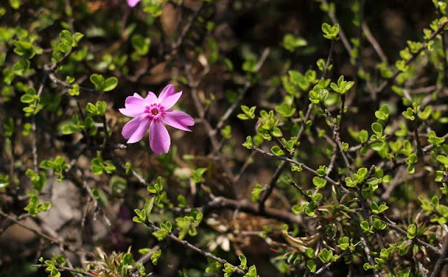 Phlox Subulata Flowers