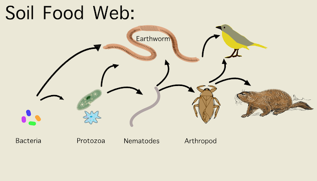 Bacteria, protozoa, nematode, arthropod, earthworms and bird together form soil food web. When they live in the soil, the soil will be rich.