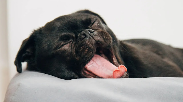 Dog Yawning