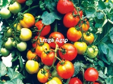 Tomat Permata, Permata F1, Benih Tomat Permata, Bibit Tomat Permata, Tanaman Tomat, Budidaya Tomat, Cara Menanam Tomat, Lmga Agro, Toko Pertanian, Toko Tani, Toko Pertanian Terdekat