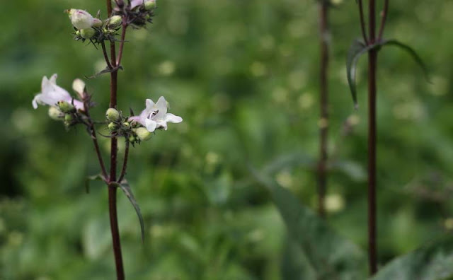 Foxglove Beardtongue Flowers Pictures