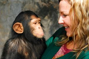 A baby chimp (Pan troglodytes) and his handler looking at each other.