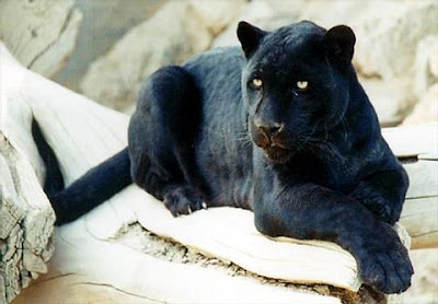 black leopard panther