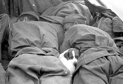 Soldiers with Pets Seen On www.coolpicturegallery.us