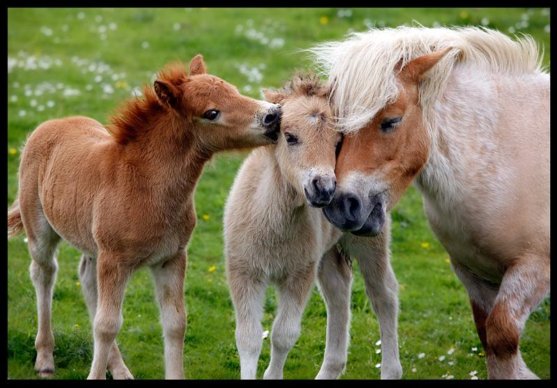 animals-pictures-horse-family.jpg