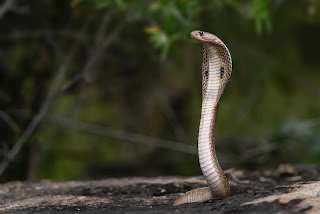 How To Draw a King Cobra Snake