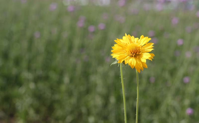 Gaillardia Grandiflora Mesa Yellow Flowers