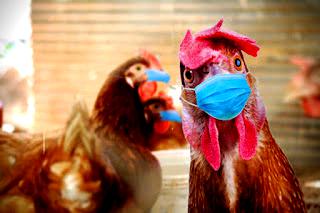 Avian Flu Outbreak - What Does It Mean for Your Backyard Birds?