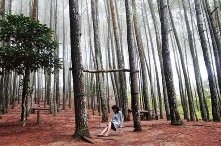 Wisata Hutan Pinus Mangunan Yogyakarta