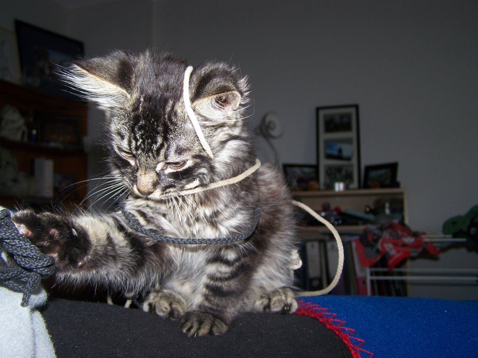 a cat in gloves catches no mice: Mischief Maker
