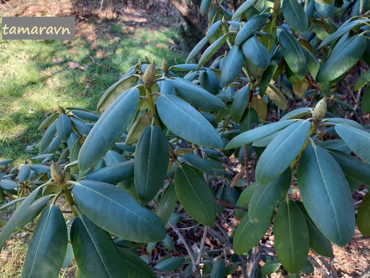 Рододендрон кэтевбинский (Rhododendron catawbiense)