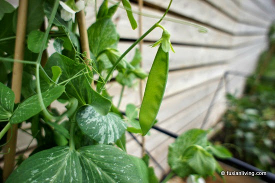 Snow Pea (MangeTout) pod ready to harvest