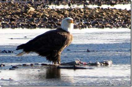 Bald Eagle with fish