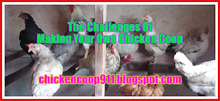 The Challenges Of Making Your Own Chicken Coop