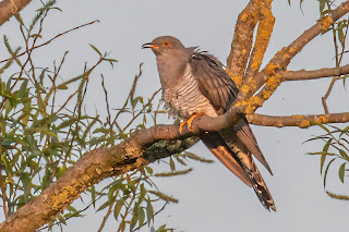 Cuckoo DFBridgeman