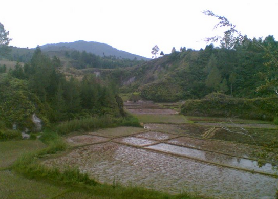 Gambar sawah