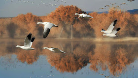 nice-birds-flying-in-sky-enjoying-life