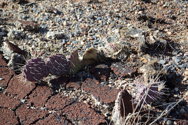 prickly pear stretching into the asfault