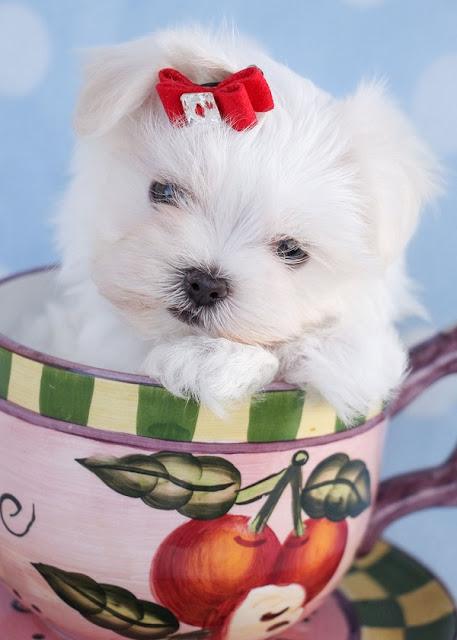 Teacup Maltese Puppies For Sale Near Me Craigslist