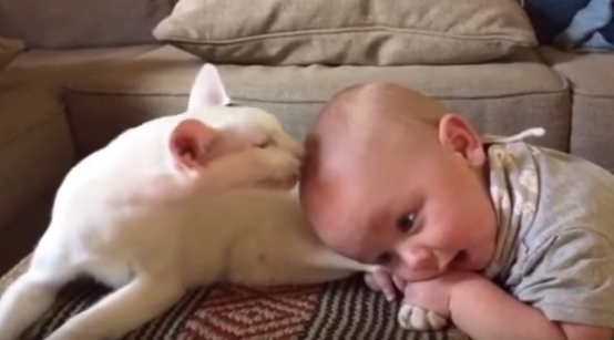 The cat licks the baby's head- Youtube content