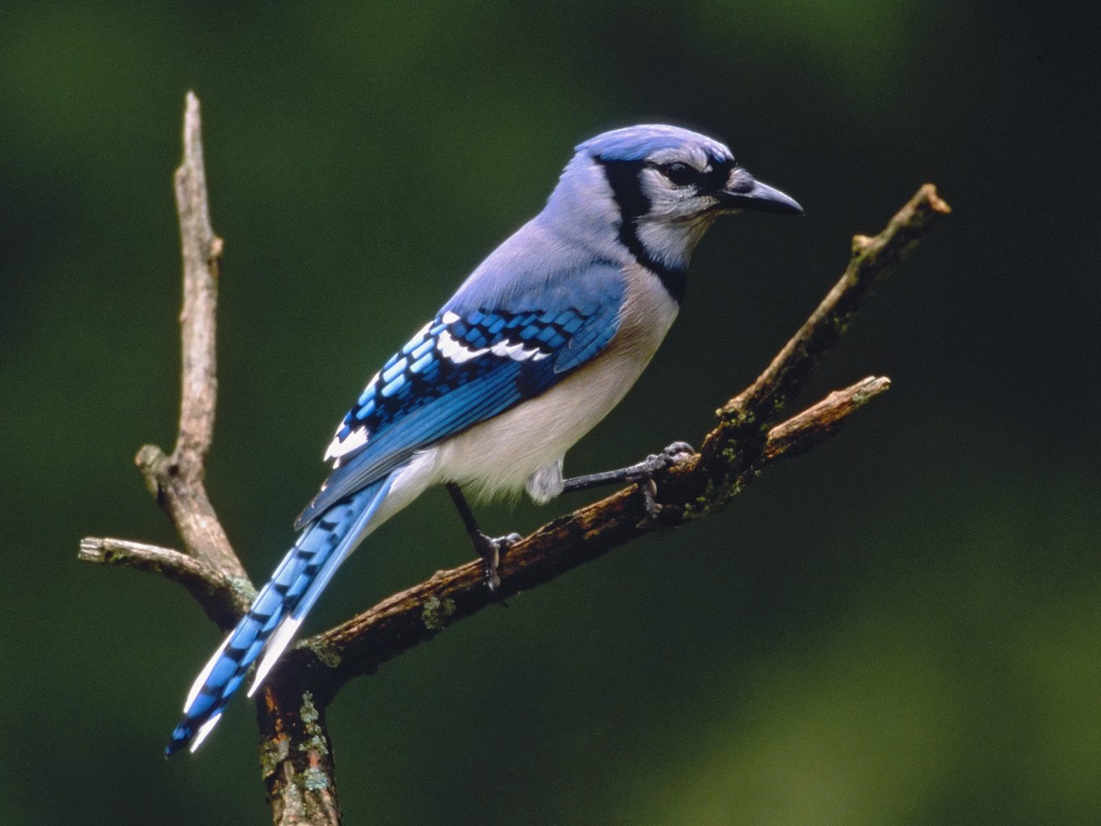 Wild Life Blue Jay Images Wild Birds