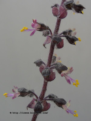 Holy basil,Ocimum tenuiflorum