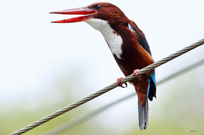 "White-throated Kingfisher - Halcyon smyrnensis.The plumage is a striking blue and white, with a noticeable white neck.Sitting on a cable above a stream."