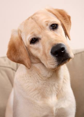 LABRADOR