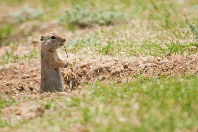 Prairie Dog, Florissant National Monument