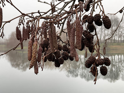 #parcoforlanini, giornata uggiosa, muschio, boschetto, bagolaro, laghetto,#Passeggiatadelbuongiorno, pioppo nero, faggio, tiglio, funghi del legno, ontano, forsizia,  A casa di Anna blog, annapisapia.blogspot.com