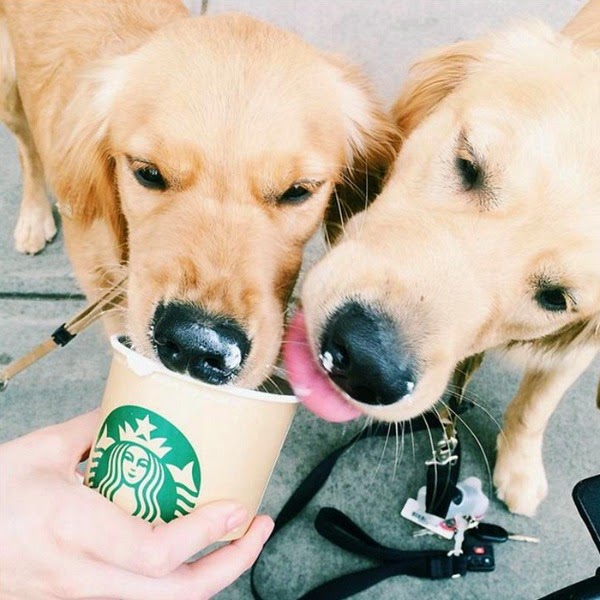 Jessi M Nichols // Starbucks Puppuccino Golden Retrievers