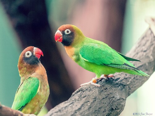 Gambar Burung Lovebird Keren