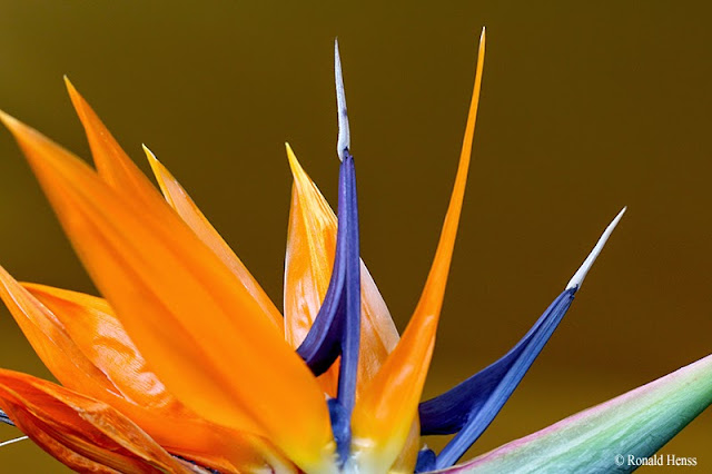 Blumen, Blüten, Paradiesvogelblume Strelitzia