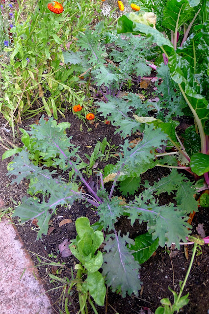 Red Russian Kale in edible landscape, urban farming