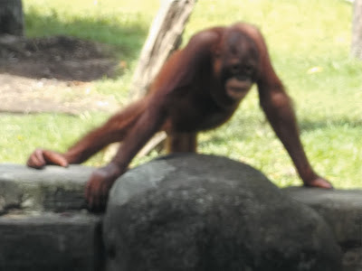 foto orang utan di kebun binatang gembiraloka 03